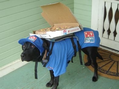 black dog in dominos pizza uniform delivering pizza