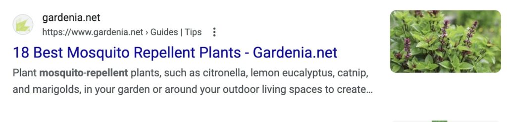 Search result for mosquito repellant plants from gardenia.net with keyword bolded in the sentence "Plant mosquito-repellant plants, such as citronella, lemon eucalyptus, catnip, and marigolds, in your garden or around your outdoor living spaces to create..."